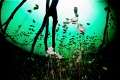   Water lilies garden  